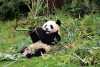 panda zoo de beauval camping