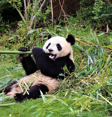 panda zoo de beauval camping